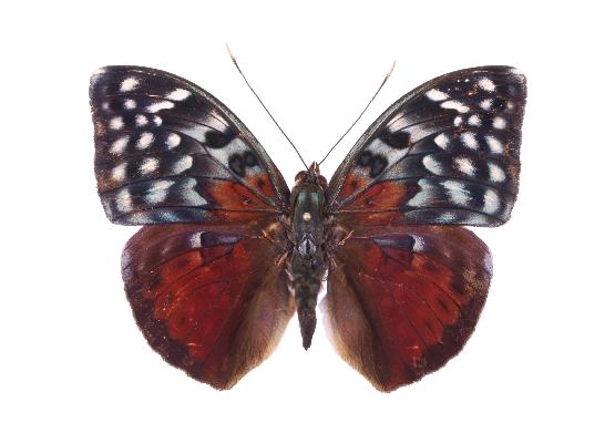 Bebearia arcadius male UPS